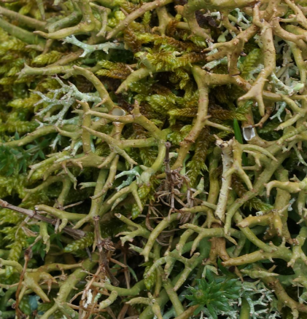 Altra cladonia?